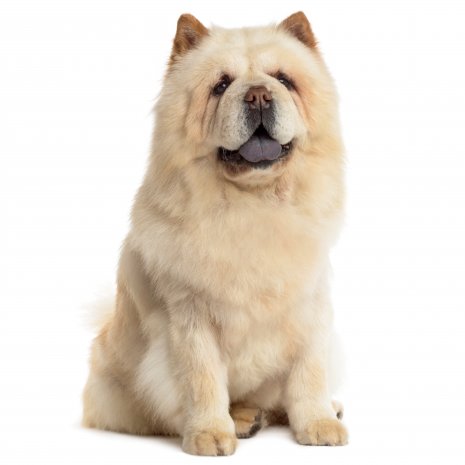 chow chow4