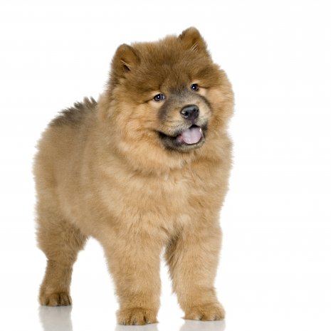 chow chow3