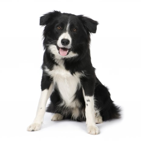 Border collie8