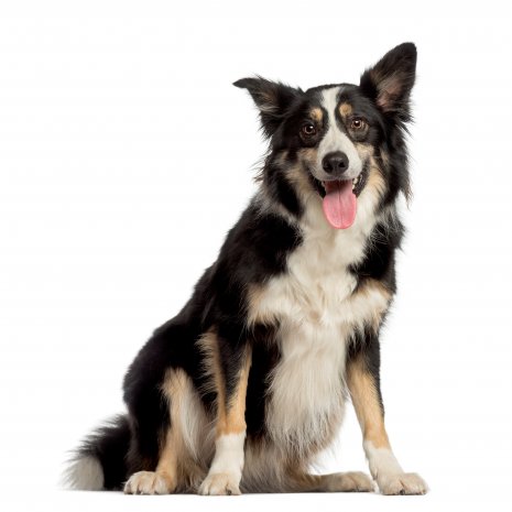 Border collie4