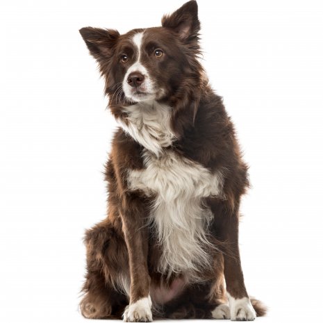 Border collie