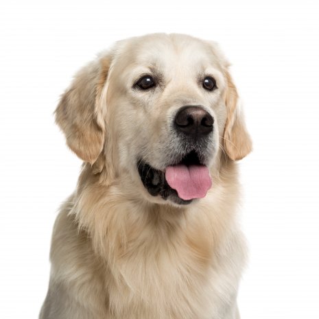 Golden retriever1