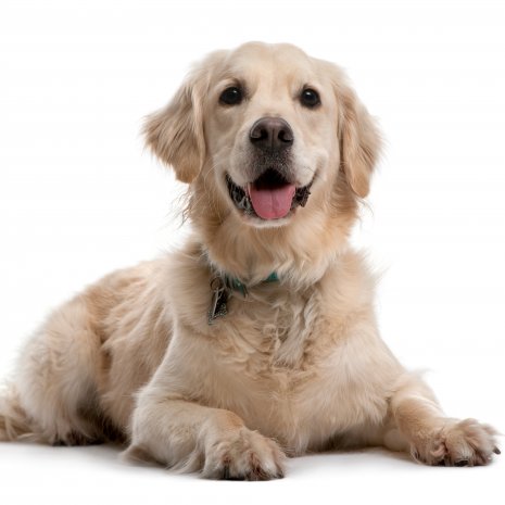 Golden retriever4