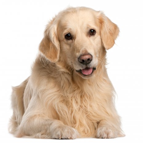 Golden retriever3