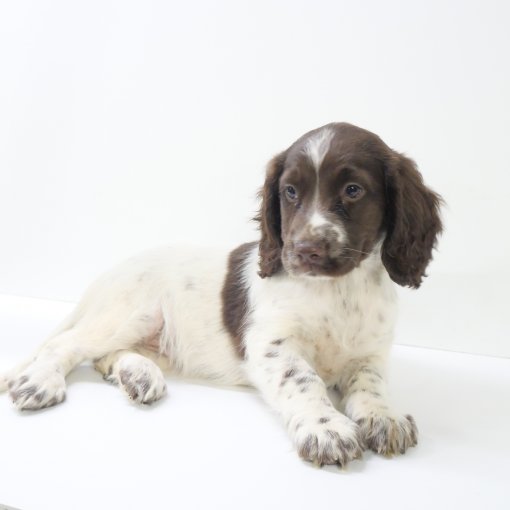 Springer Spaniel