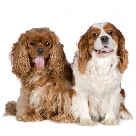 Cavalier King Charles