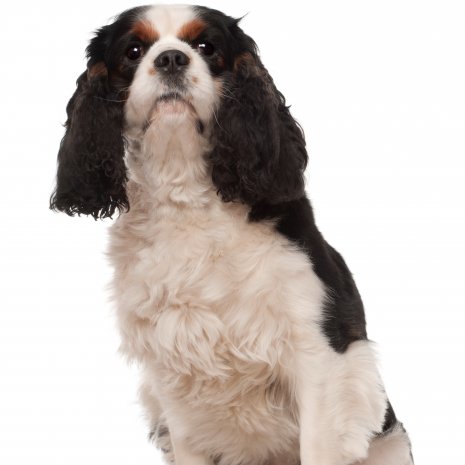 Cavalier King Charles4