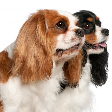 Cavalier King Charles5