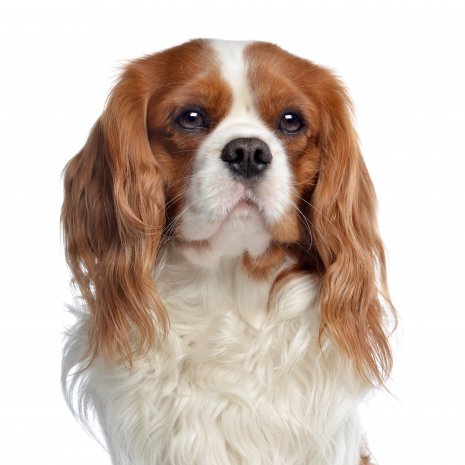 Cavalier King Charles3