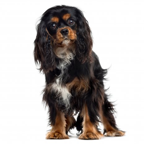 Cavalier King Charles1