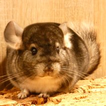 chinchilla