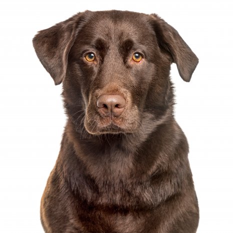 Transparant Lastig lanthaan Waar vind ik Labrador pups te koop met paspoort?DogCatandCo