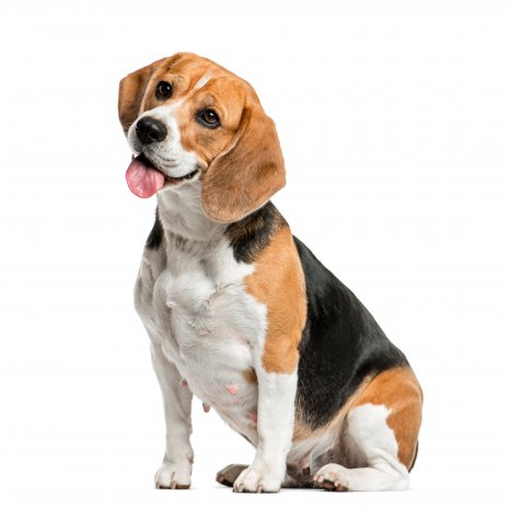 Waar vind ik de mooiste Beagle te – DogCatandCo