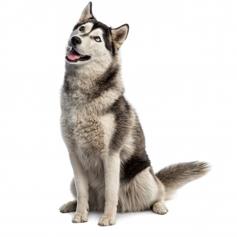 husky1