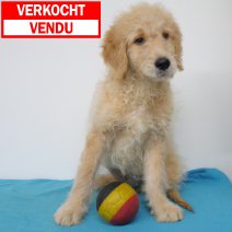 Goldendoodle verkocht - vendu.jpg