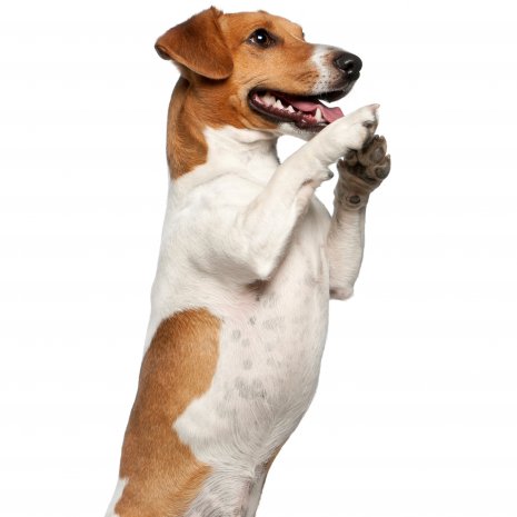 jack russell3.jpg