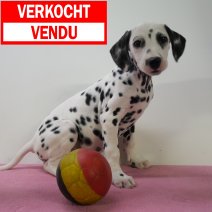 Dalmatier teefje (verkocht - vendu).jpg
