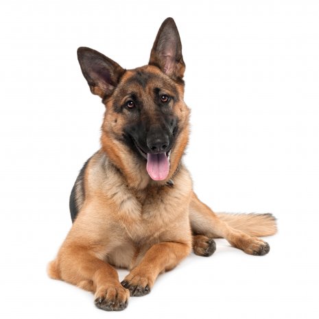 Berger Allemand2