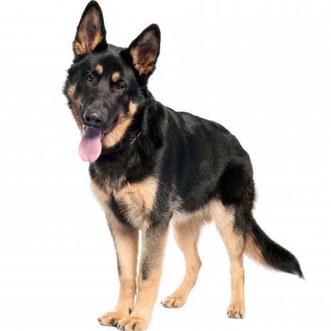 Berger Allemand3