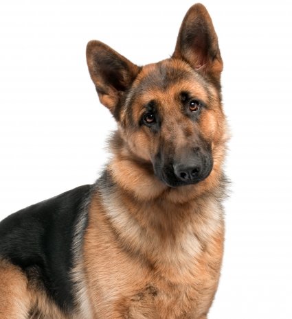 Berger Allemand4