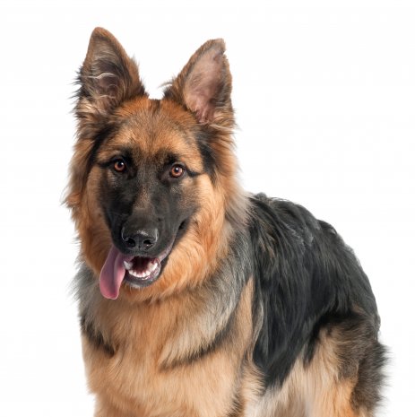 Berger Allemand5
