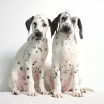 Dalmatiër