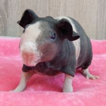 naaktcavia