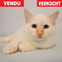 Heilige Birmaan.png
