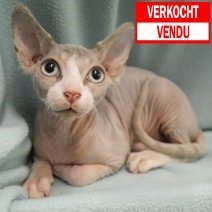 sphynx kat 080724(CZ8834)291024 verkocht - vendu.jpg