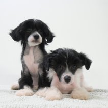 Chinese Crested Dog en Powder-Puff