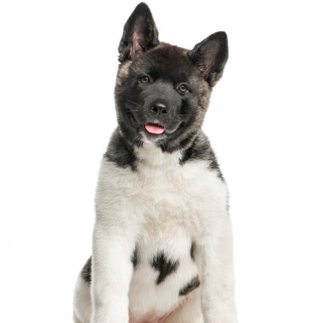 akita inu.jpg