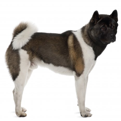 Amerikaanse akita 3