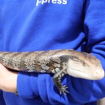 blauwtongskink P1375071.JPG