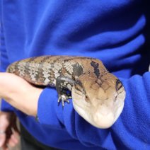 blauwtongskink P1375074.JPG