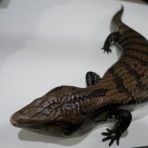 blauwtongskink P1375077.JPG