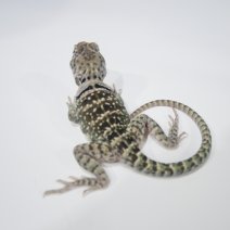 halsbandleguaan P1374814.JPG