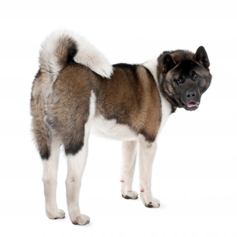 akita inu 3.jpg