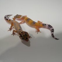 luipaardgekko P1375081.JPG