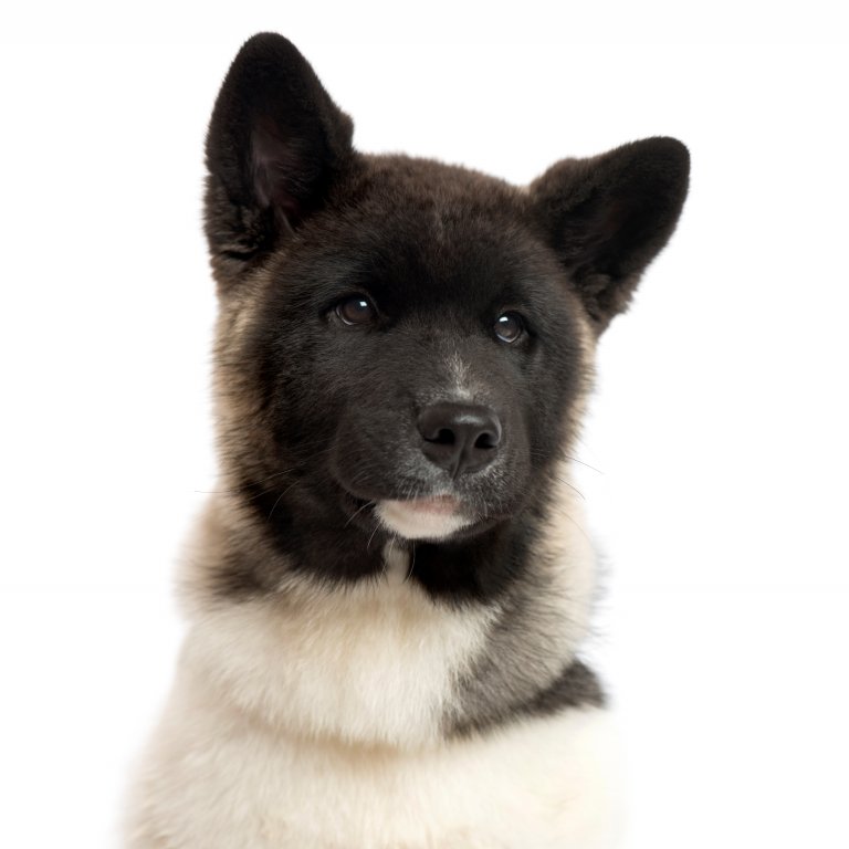 akita inu 2.jpg