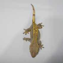 wimpergekko pinstripe P1374831.JPG