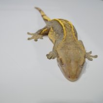 wimpergekko pinstripe P1374836.JPG