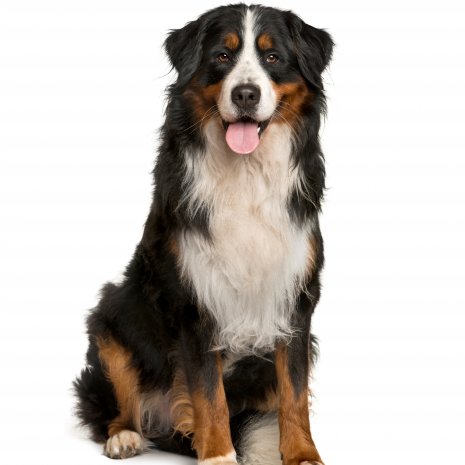 Waarom mijn Berner Sennen pup bij DogCatandCo?