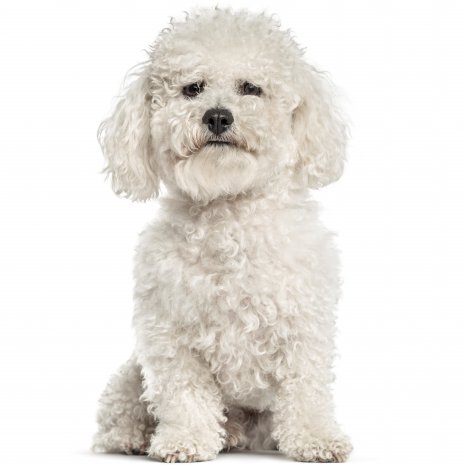 bichon frisé1