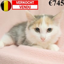 Europese Langhaar 150824 F(BE2852) 111124 verkocht - vendu.jpg