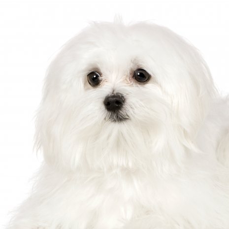 maltezer1