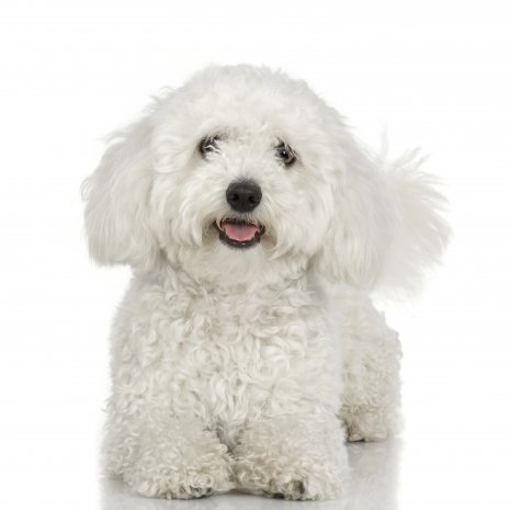 bichon frisé2