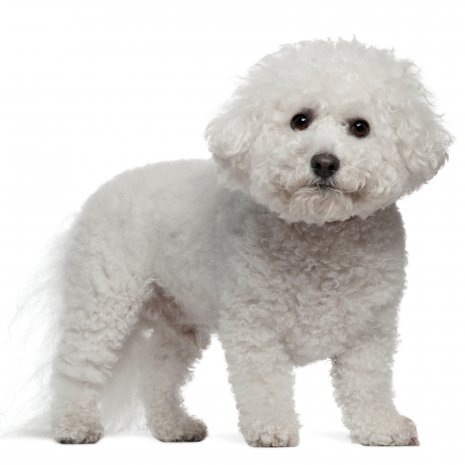 bichon frisé4