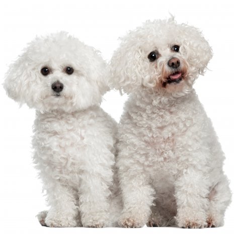 bichon frisé5