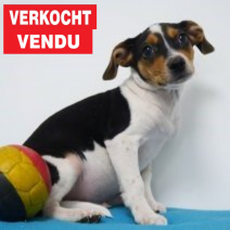Belgische Fox 010824 M(BE1644) 061024 verkocht - vendu.png