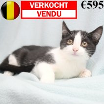Europese Korthaar 150824 M(BE2859) 111124 verkocht - vendu.jpg
